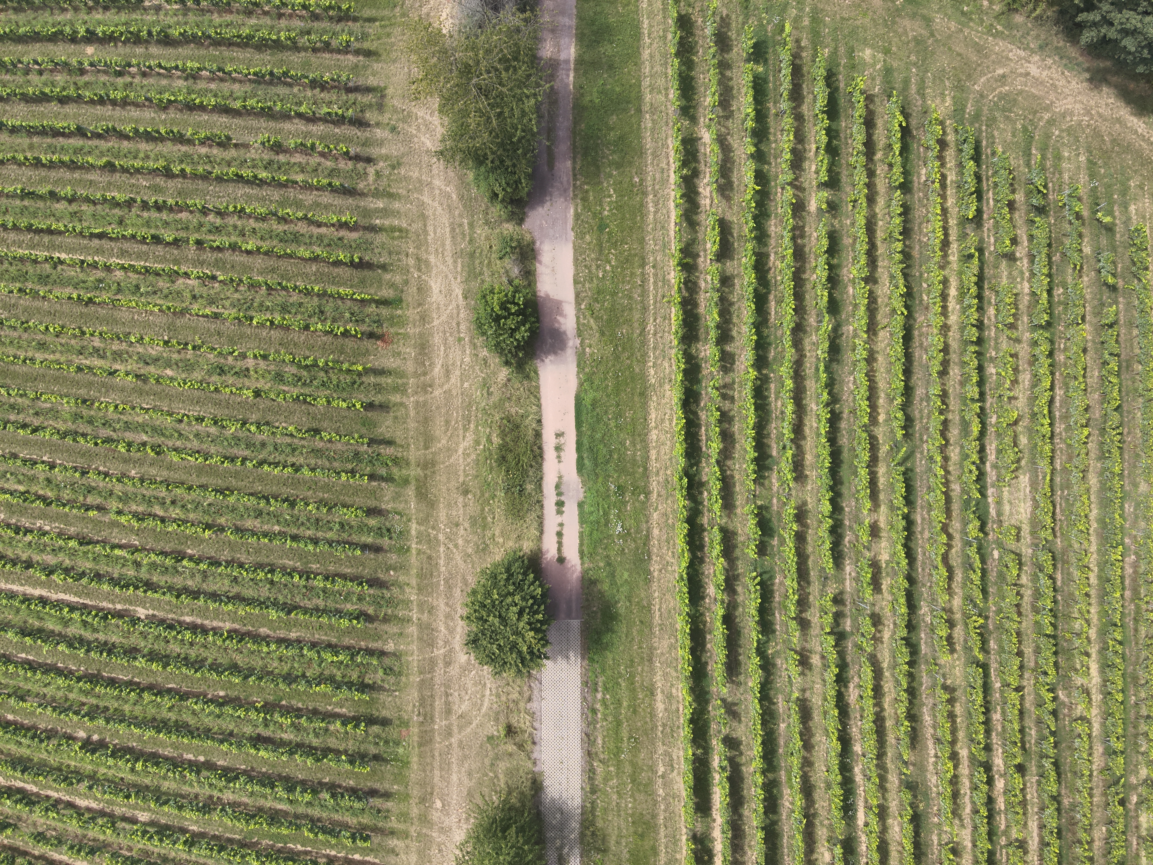 DRAGONS Drone System